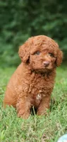 Maverick , a male Miniature Goldendoodle for sale in Commerce, TX – 1 of 10