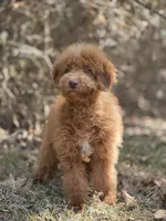 Cookie , a female Miniature Goldendoodle for sale in Commerce, TX – 2 of 8