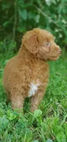 Cookie , a female Miniature Goldendoodle for sale in Commerce, TX – 9 of 10