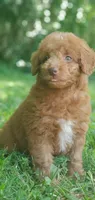 Cookie , a female Miniature Goldendoodle for sale in Commerce, TX – 10 of 10