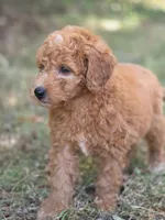 Willow, a female Miniature Goldendoodle for sale in Commerce, TX – 3 of 9