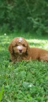 Walter, a male Miniature Goldendoodle for sale in Commerce, TX – 6 of 10