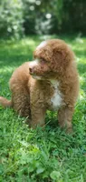 Maple, a female Miniature Goldendoodle for sale in Commerce, TX – 4 of 10