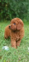 Peanut , a female Miniature Goldendoodle for sale in Commerce, TX – 5 of 10