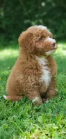 Maple, a female Miniature Goldendoodle for sale in Commerce, TX – 2 of 10