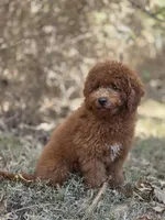 Benny, a male Miniature Goldendoodle for sale in Commerce, TX – 2 of 10