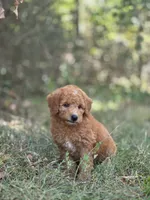 Willow, a female Miniature Goldendoodle for sale in Commerce, TX – 6 of 9