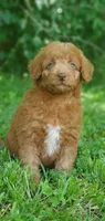 Cookie , a female Miniature Goldendoodle for sale in Commerce, TX – 3 of 10