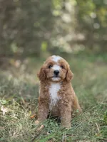 Stella, a female Miniature Goldendoodle for sale in Commerce, TX – 7 of 10