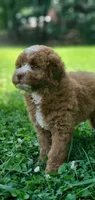 Maple, a female Miniature Goldendoodle for sale in Commerce, TX – 3 of 10