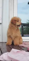 Oakley , a male Miniature Goldendoodle for sale in Commerce, TX – 3 of 9