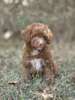 Ivy, a female Miniature Goldendoodle for sale in Commerce, TX – 6 of 9