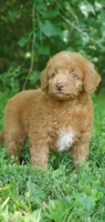 Cookie , a female Miniature Goldendoodle for sale in Commerce, TX – 2 of 10