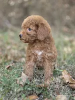 Muffin, a female Miniature Goldendoodle for sale in Commerce, TX – 7 of 10
