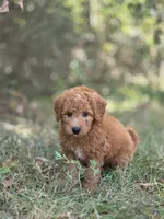 Willow, a female Miniature Goldendoodle for sale in Commerce, TX – 9 of 9
