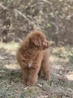 Cookie , a female Miniature Goldendoodle for sale in Commerce, TX – 8 of 8