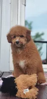 Mia, a female Miniature Goldendoodle for sale in Commerce, TX – 3 of 10