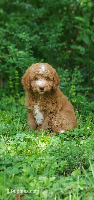 Walter, a male Miniature Goldendoodle for sale in Commerce, TX – 1 of 10