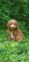 Walter, a male Miniature Goldendoodle for sale in Commerce, TX – 1 of 10