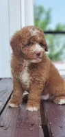 Maple, a female Miniature Goldendoodle for sale in Commerce, TX – 7 of 10