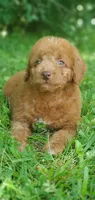 Cookie , a female Miniature Goldendoodle for sale in Commerce, TX – 7 of 10
