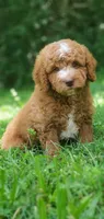 Walter, a male Miniature Goldendoodle for sale in Commerce, TX – 4 of 10