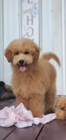 Oakley , a male Miniature Goldendoodle for sale in Commerce, TX – 7 of 9