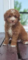 Maple, a female Miniature Goldendoodle for sale in Commerce, TX – 8 of 10