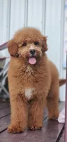 Mia, a female Miniature Goldendoodle for sale in Commerce, TX – 8 of 10