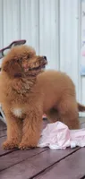 Mia, a female Miniature Goldendoodle for sale in Commerce, TX – 5 of 10