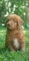 Cookie , a female Miniature Goldendoodle for sale in Commerce, TX – 8 of 10