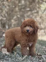 Benny, a male Miniature Goldendoodle for sale in Commerce, TX – 3 of 10