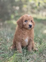 Willow, a female Miniature Goldendoodle for sale in Commerce, TX – 4 of 9
