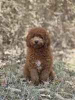 Benny, a male Miniature Goldendoodle for sale in Commerce, TX – 8 of 10