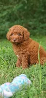 Maverick , a male Miniature Goldendoodle for sale in Commerce, TX – 3 of 10