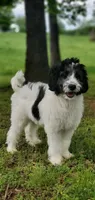 Dash, a male Springer Doodle for sale in Oklahoma City, OK – 5 of 10