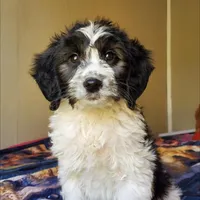 Dash, a male Springer Doodle for sale in Oklahoma City, OK – Photo 1 of 8