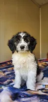 Dash, a male Springer Doodle for sale in Chicago, IL – Photo 1 of 8