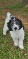 Dash, a male Springer Doodle for sale in Oklahoma City, OK – 9 of 10