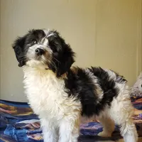 Dash, a male Springer Doodle for sale in Oklahoma City, OK – Photo 5 of 8