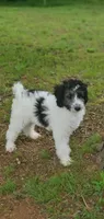 Dash, a male Springer Doodle for sale in Oklahoma City, OK – 3 of 10
