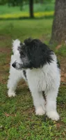 Dash, a male Springer Doodle for sale in Oklahoma City, OK – 6 of 10