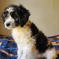 Dash, a male Springer Doodle for sale in Oklahoma City, OK – Photo 6 of 8