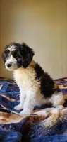 Dash, a male Springer Doodle for sale in Chicago, IL – Photo 6 of 8