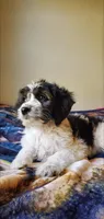 Dash, a male Springer Doodle for sale in Chicago, IL – Photo 4 of 8