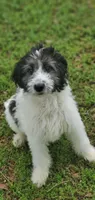 Dash, a male Springer Doodle for sale in Oklahoma City, OK – 8 of 10