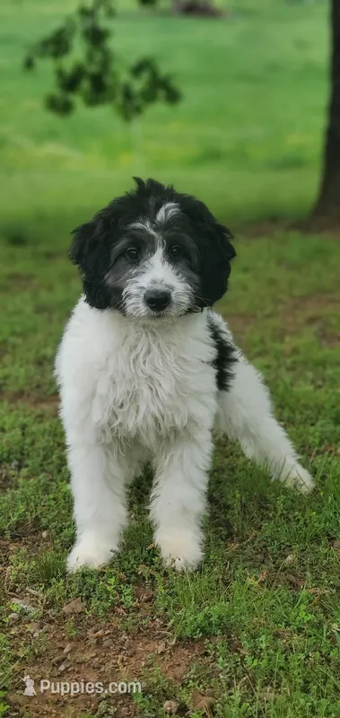 Dash – Springer Doodle puppy for sale in Oklahoma City, OK