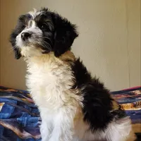 Dash, a male Springer Doodle for sale in Oklahoma City, OK – Photo 7 of 8