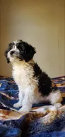 Dash, a male Springer Doodle for sale in Chicago, IL – Photo 7 of 8