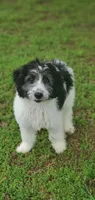 Dash, a male Springer Doodle for sale in Oklahoma City, OK – 10 of 10